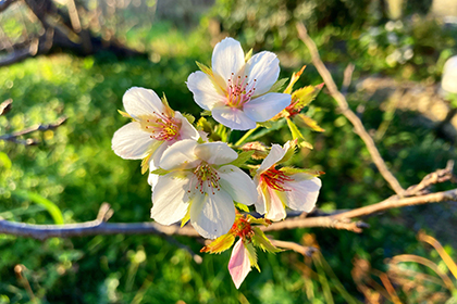 Spring image 2