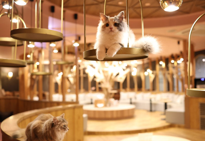 MOCHA Nagoya Sakae, Cat Cafe