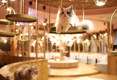 猫カフェMOCHA 名古屋栄店